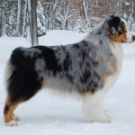 Le Berger Australien bleu merle