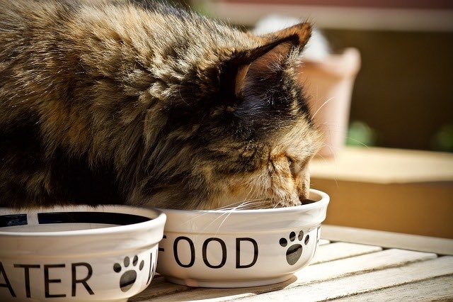 Avantages des aliments humides pour chats