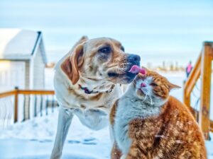 animaux de compagnie