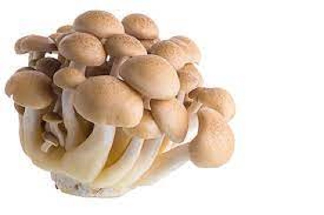 Quelle est la différence entre les champignons magiques et les truffes ?