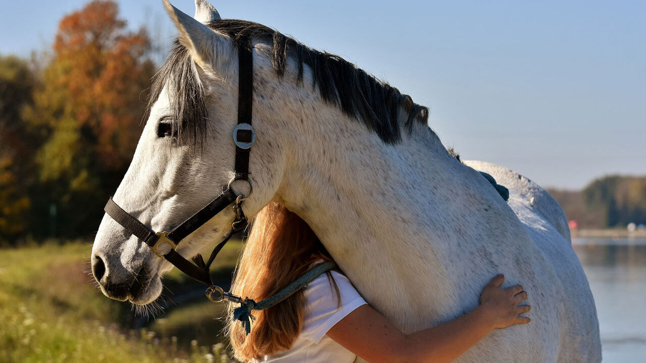 équitation éthologique