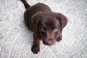 L'arrivée d'un chiot