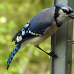 Les chants d'oiseaux