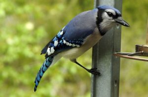 Les chants d'oiseaux