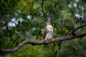 Les animaux les plus rapides