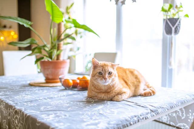 Chat d'intérieur