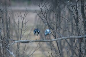 Les animaux climatique