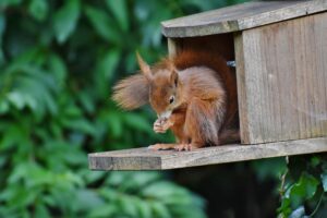 Une cohabitation rongeurs