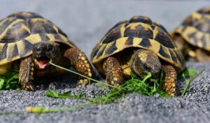 Les tortues de terre