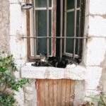 chats sauvages