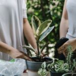 bricolage et jardinage