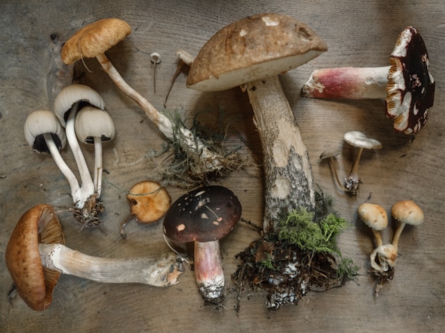 champignon mushngo